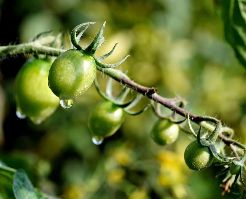 Steady Moisture Gives New Fruit A Better Chance