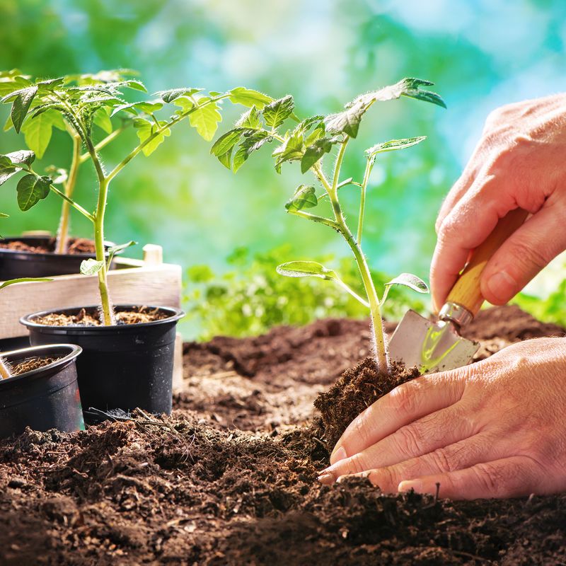 Inspect The Soil And Plant Before You Treat