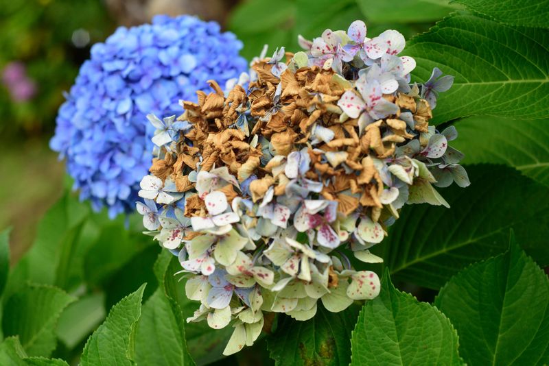 More Water Can Turn Wilt Into Root Trouble