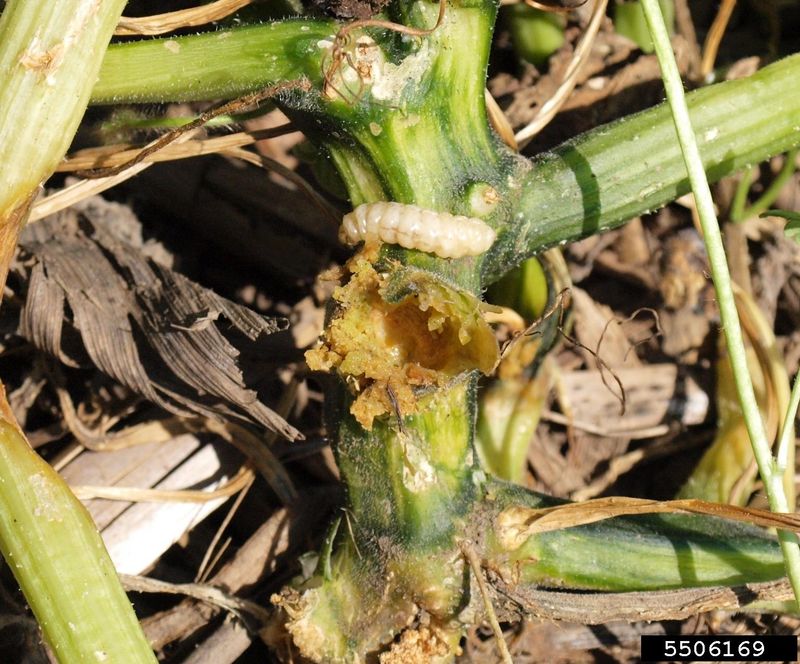 Wilting and Stem Damage Suggest a Different Problem