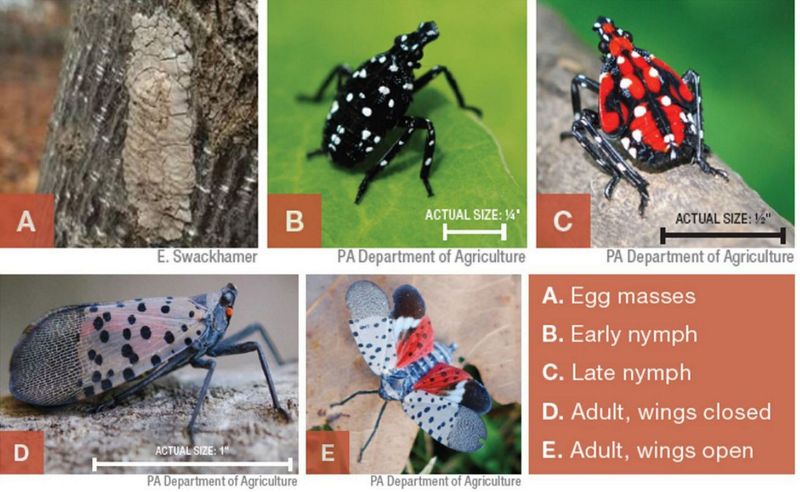 Check the Insect and Your Local Quarantine