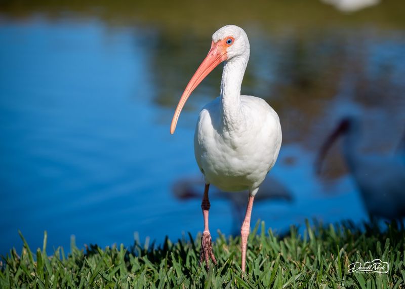 The Birds Cannot Identify the Pest for You