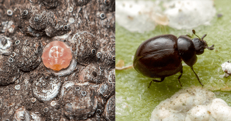 Natural Enemies Often Keep Scale Populations in Check