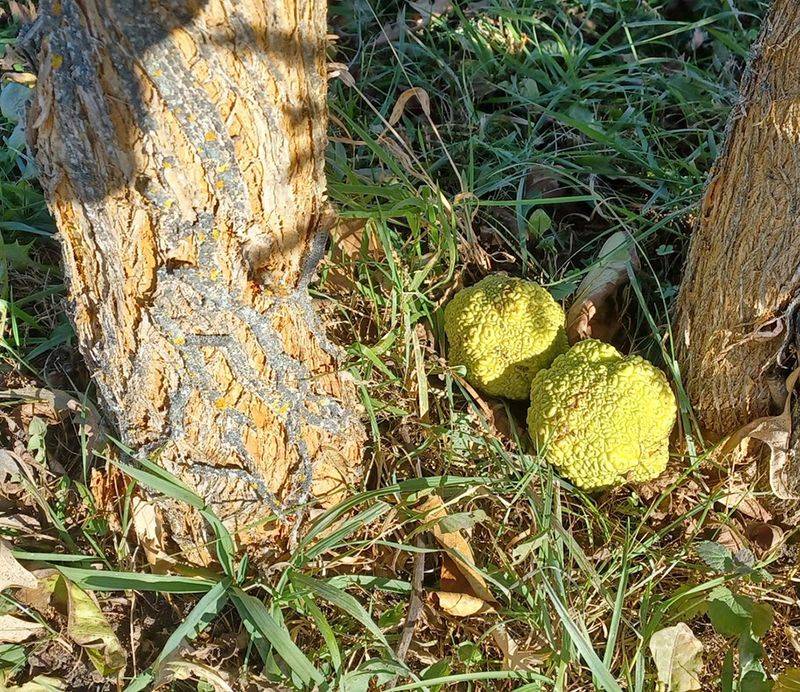 Decide Whether The Fruit Belongs In Your Yard