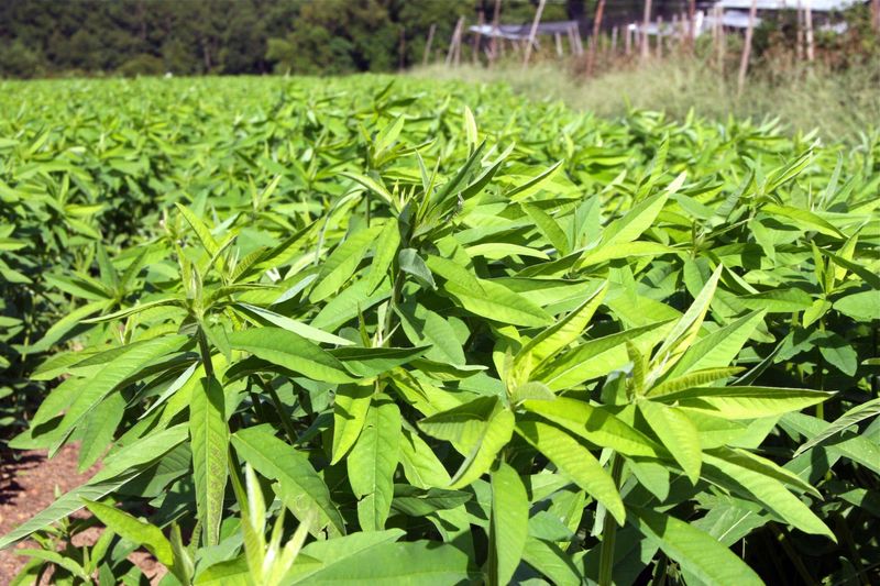 Hemp Offers A One-Season Fiber Crop