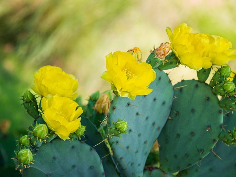 Prickly Pear Cactus Offers Unexpected Beauty In Extreme Heat