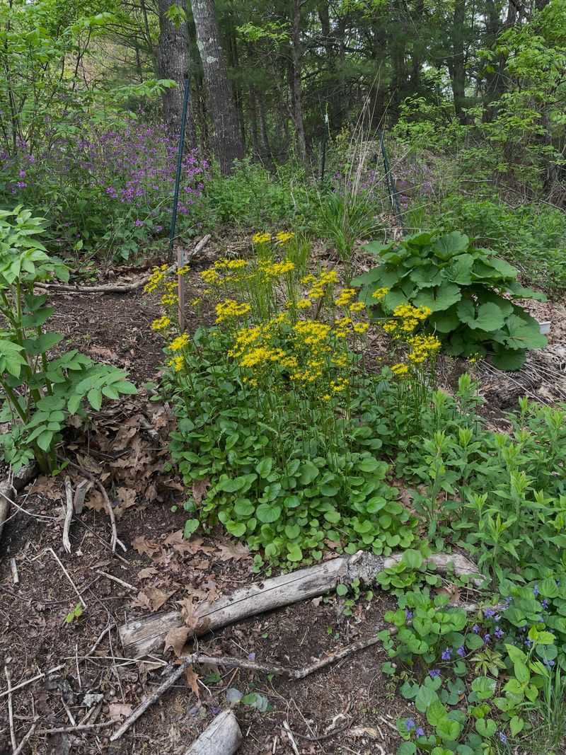 Golden Ragwort Fills Damp Slopes Fast And Fights Weeds