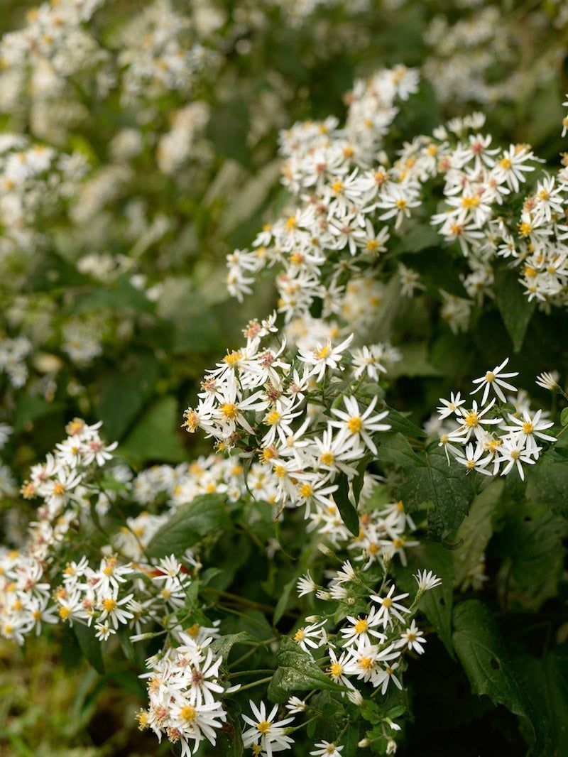 White Wood Aster Lights Up Late-Season Shade
