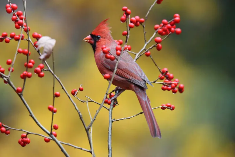 Winterberry Brightens Bleak Days And Feeds Hungry Flocks