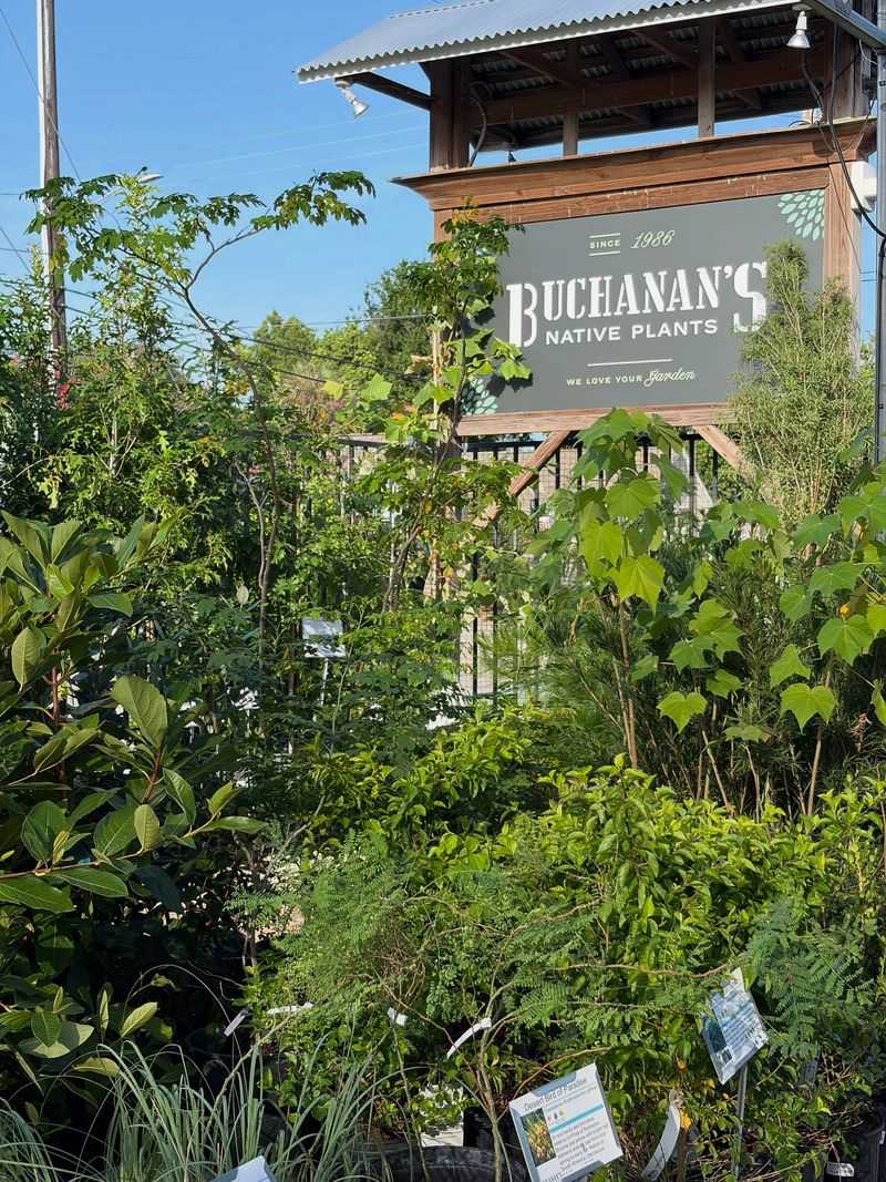 Buchanan's Native Plants Anchors Houston
