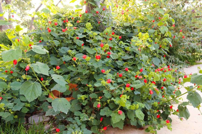 Turk's Cap Brings Color And Cover To Tricky Spots