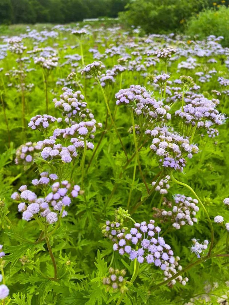 Gregg's Mistflower Brings Beauty And Toughness