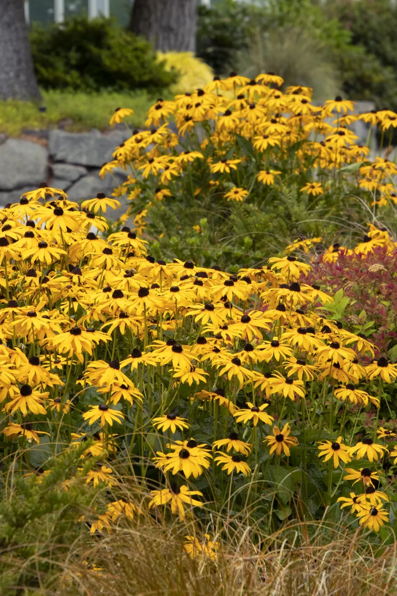 Black-Eyed Susan Self-Seeds Into New Bare Spots