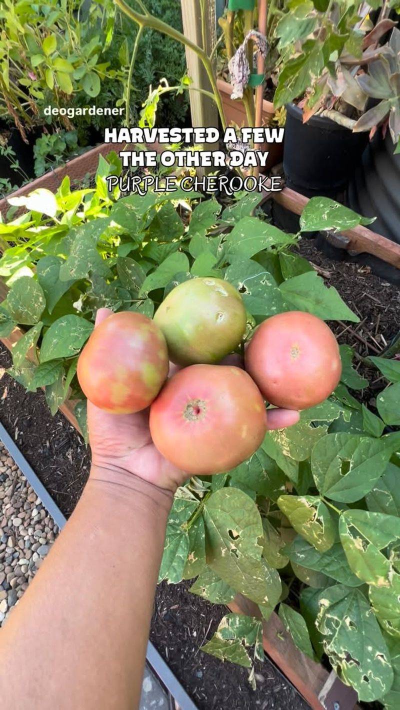 The First Blush Marks A Safer Harvest Point