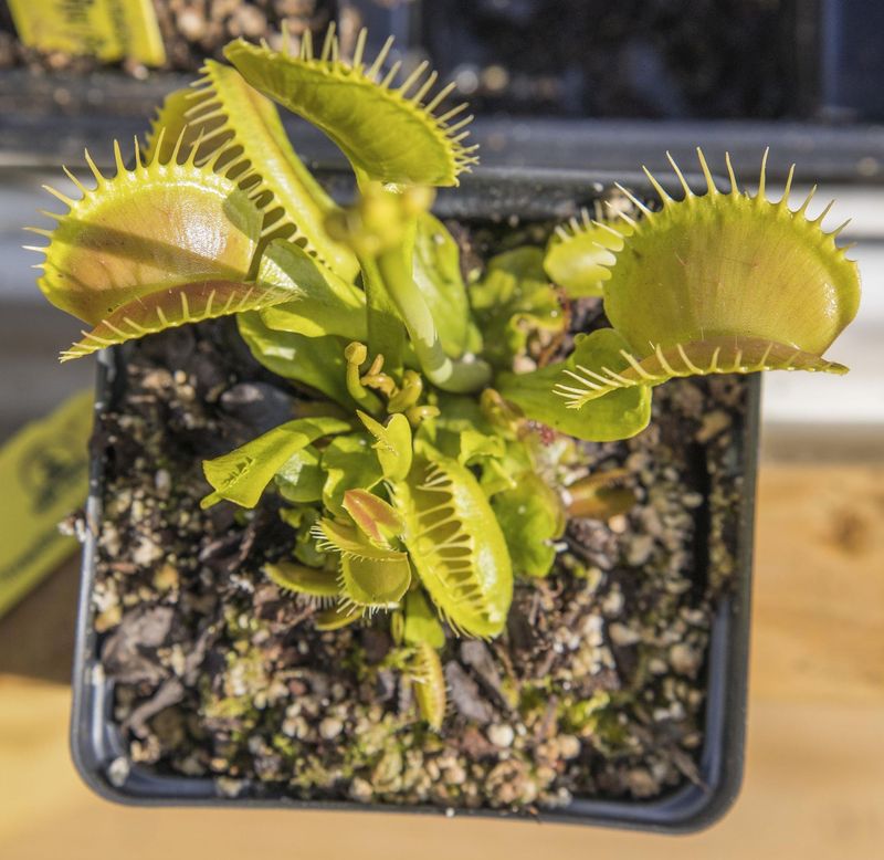 Grow a Flytrap Carefully and Ask First