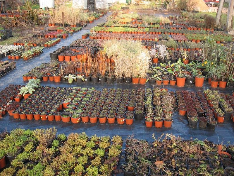 Central Texas Grows Plants For Thin Rocky Soil