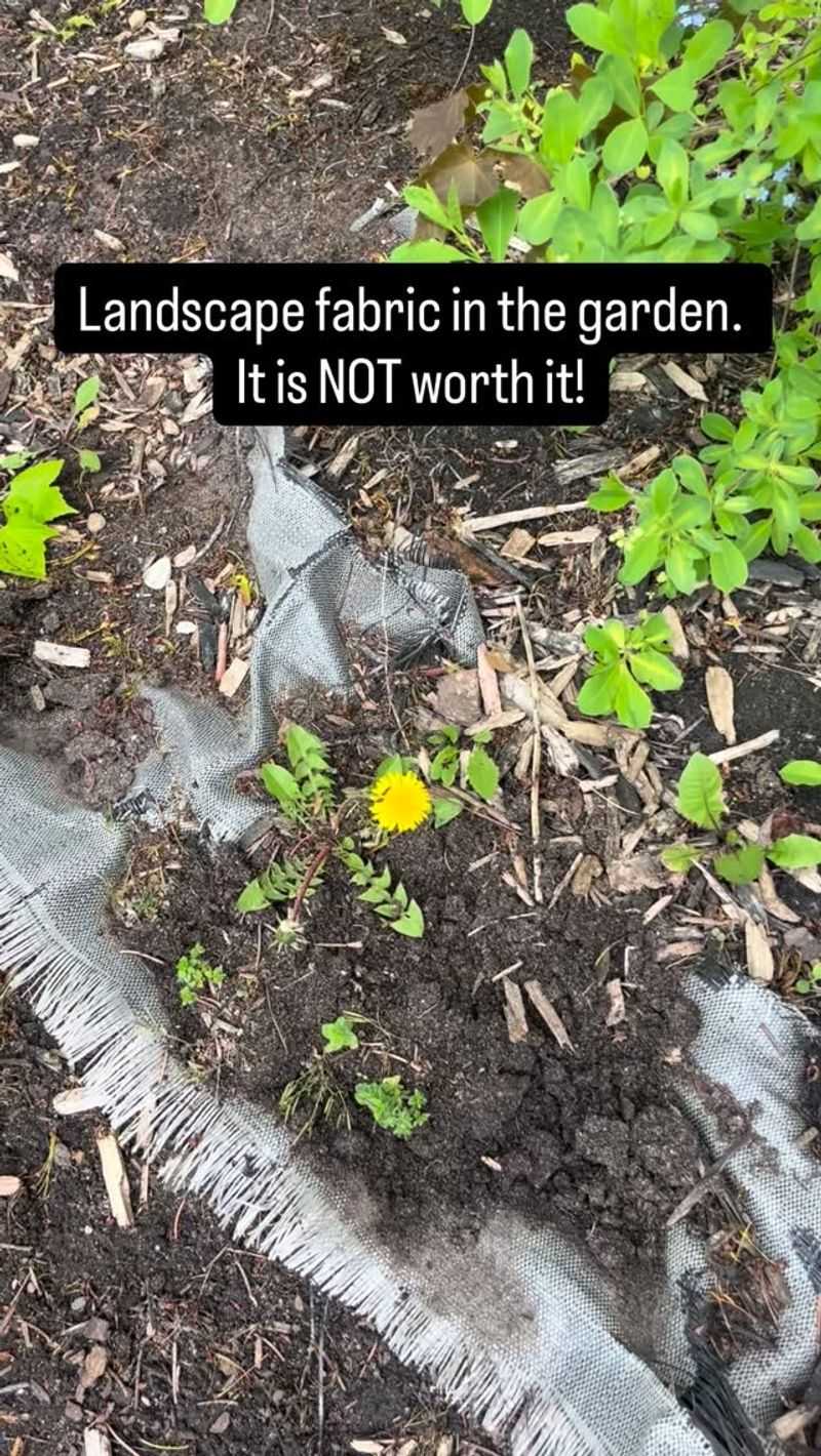 Where Landscape Fabric Helps And Fails