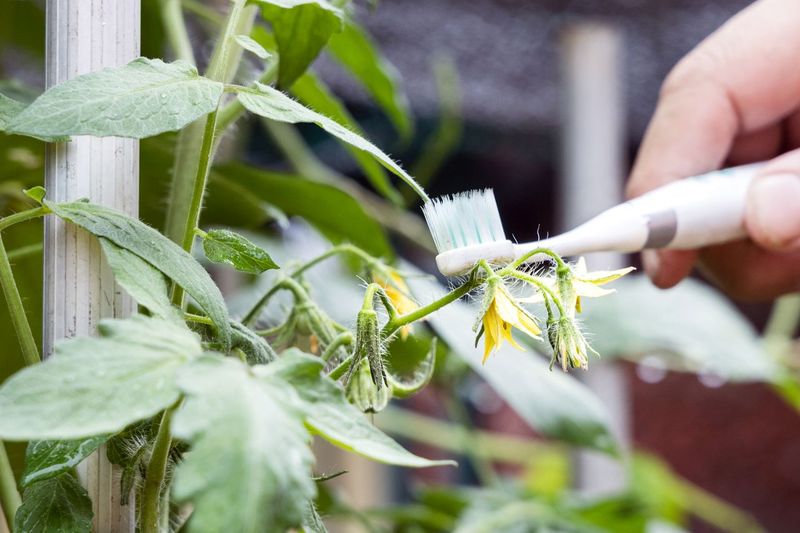 Tomatoes Usually Need Extra Movement Under Cover