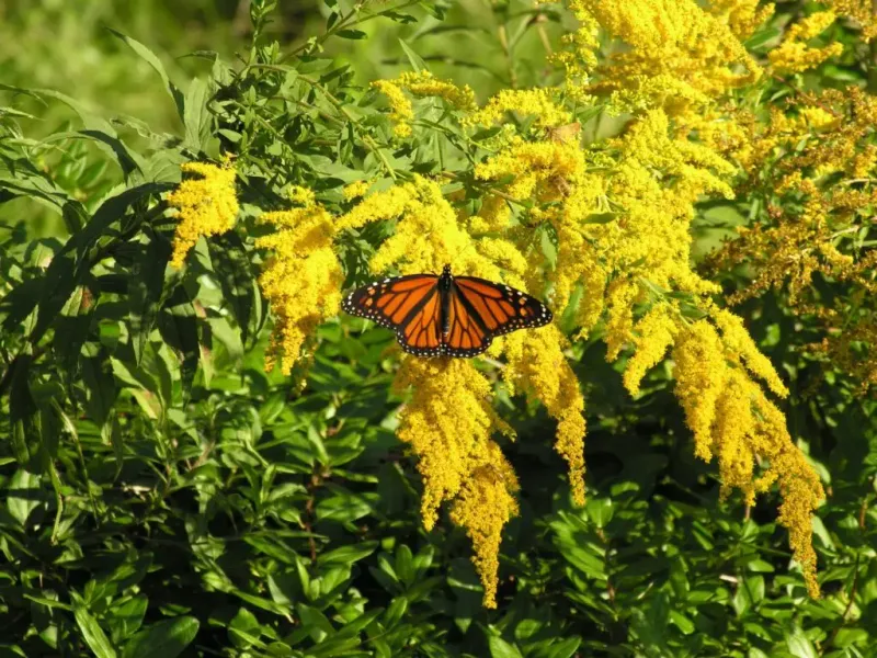 Why Goldenrod’s Bloom Fits Pennsylvania’s Fall Window