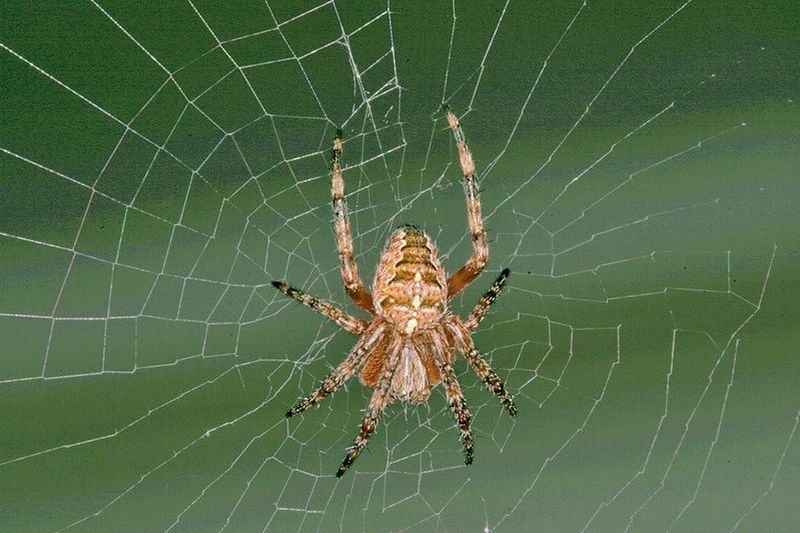 Nighttime Creates Opportunity, Not a Control Service