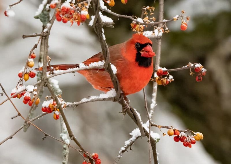 What Happens To A Seed After A Bird Eats