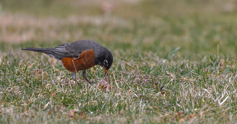 The Familiar Robin Is a Generalist Forager
