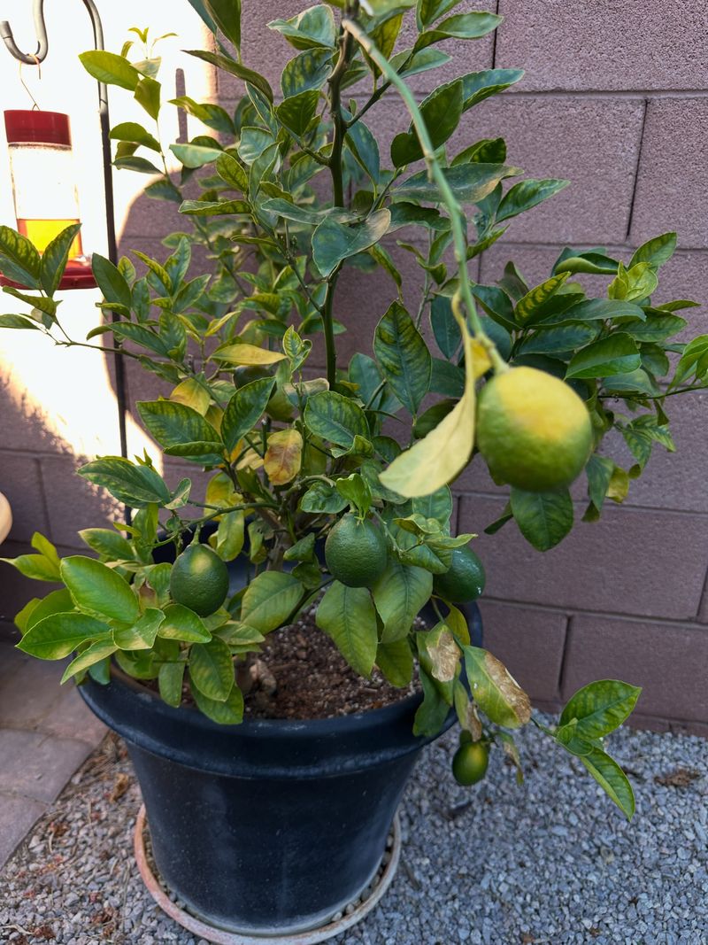 Heat Does Not Explain Every Fallen Lemon