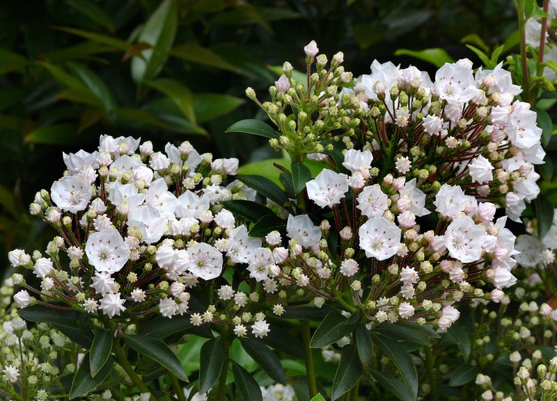Pennsylvania Claims This Plant As Its Own