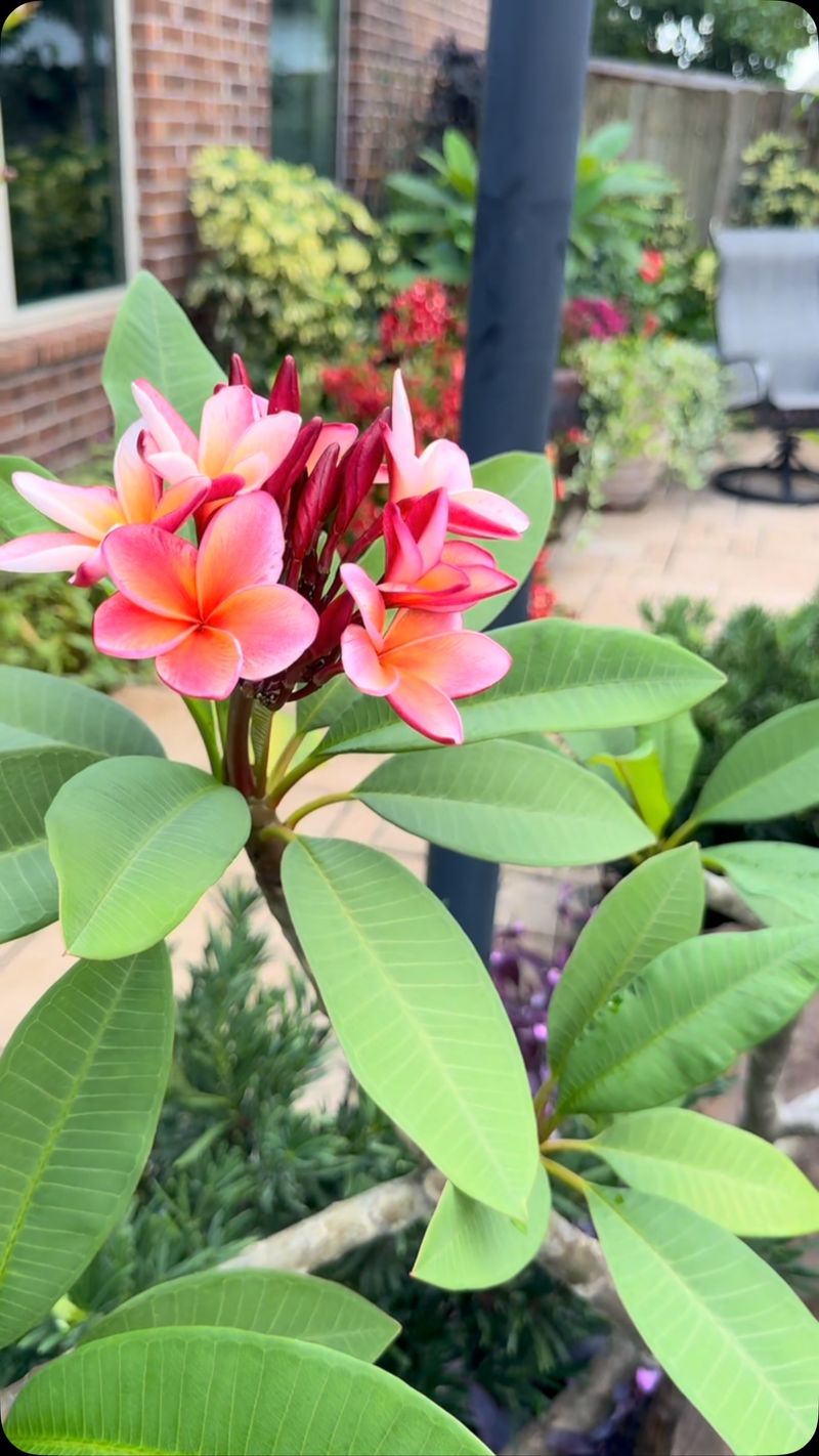A Mature Plant Gives You the Best Start