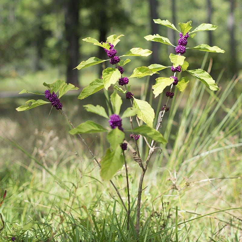 Use It as Wildlife Habitat, Not a Tick Barrier