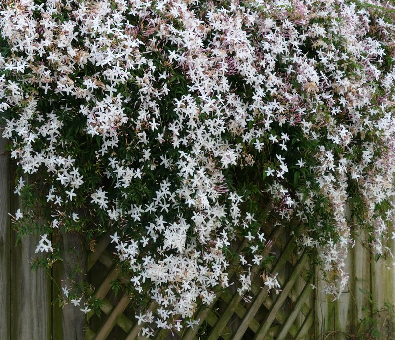 Common White Jasmine Keeps Scenting Into Fall