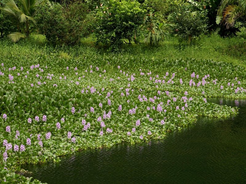 Water Hyacinth And Water Lettuce: Floating Threats