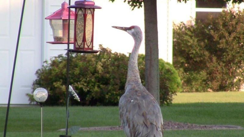 Calm Behavior Does Not Invite Feeding