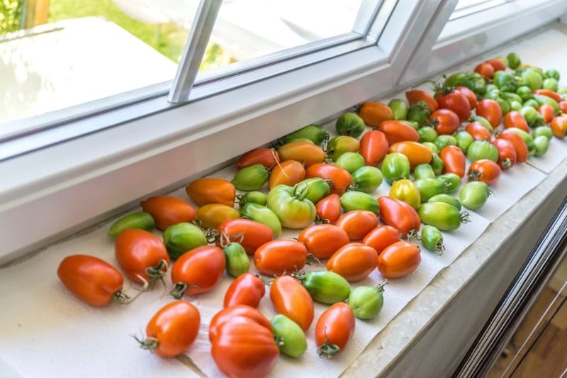 Harvest Mature-Green Tomatoes For Indoor Ripening