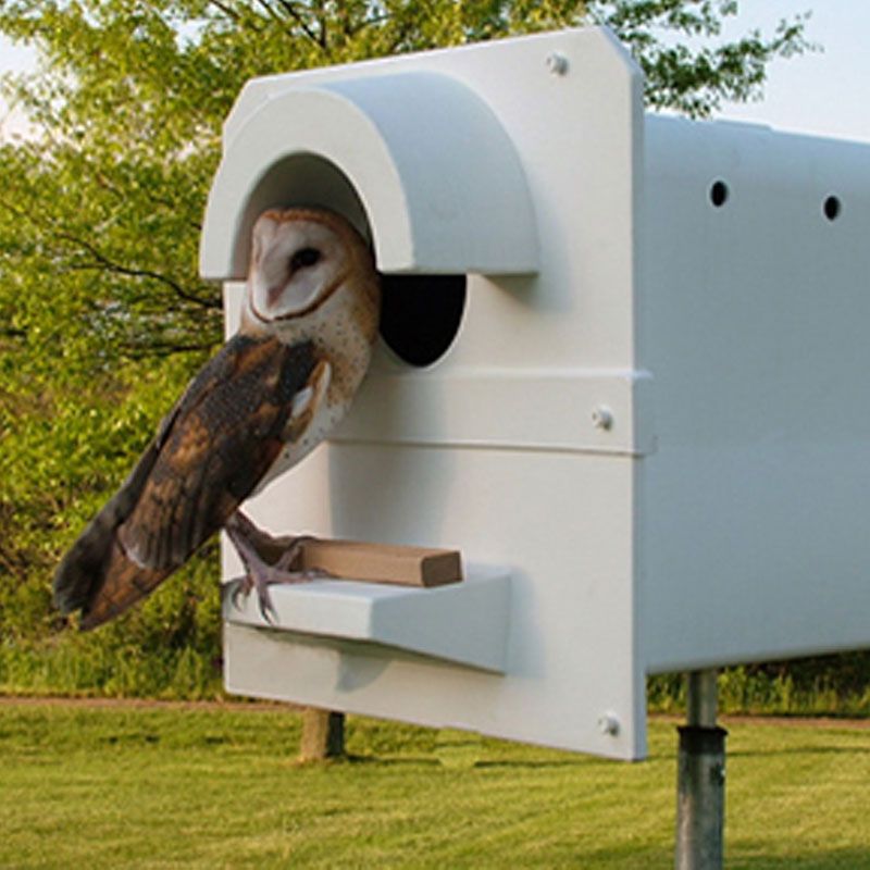 A Nest Box Cannot Summon Barn Owls