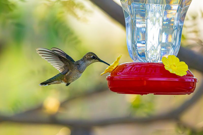 Use the Standard Nectar and Clean It Often