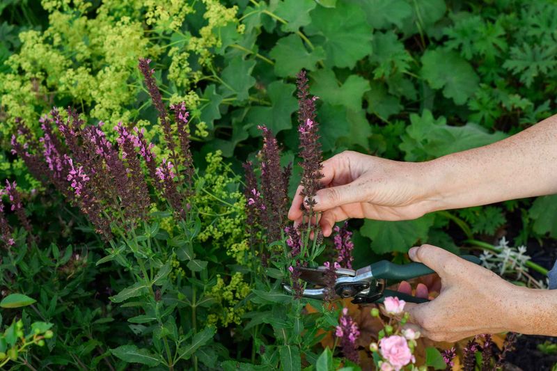 Deadhead Salvia Nemorosa Above Healthy Growth
