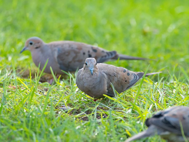 Your Yard May Supply Food, Grit, or Water