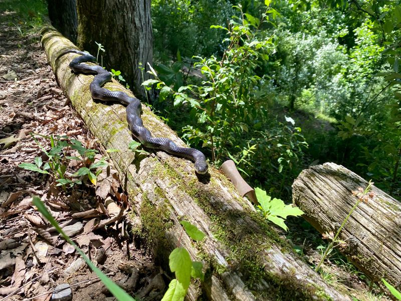 Why It Turned Up Beside the Garden