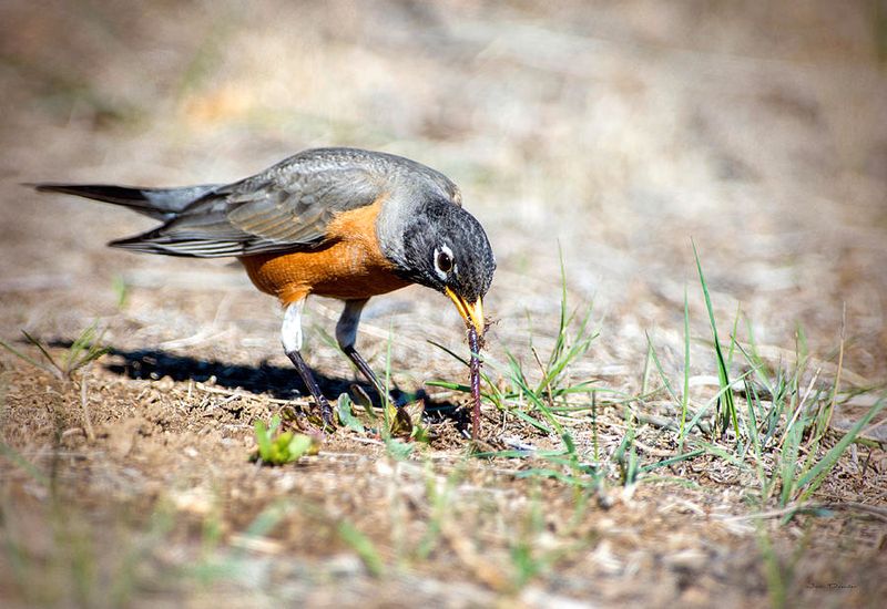 American Robins Are Your Yard's Soil Aerators