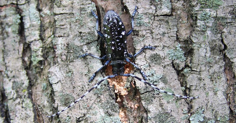 The Warning Concerns Asian Longhorned Beetle