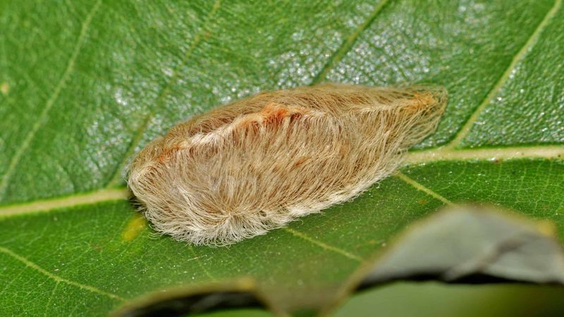 The Headline May Point to a Puss Caterpillar