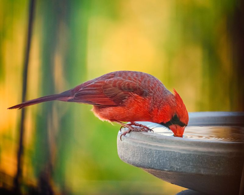 Maintain Clean Water And Feeders