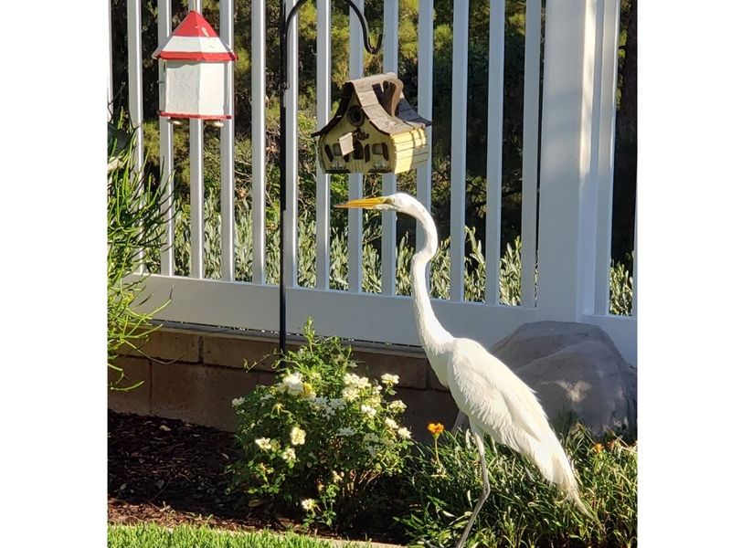 Let The Egret Investigate In Peace