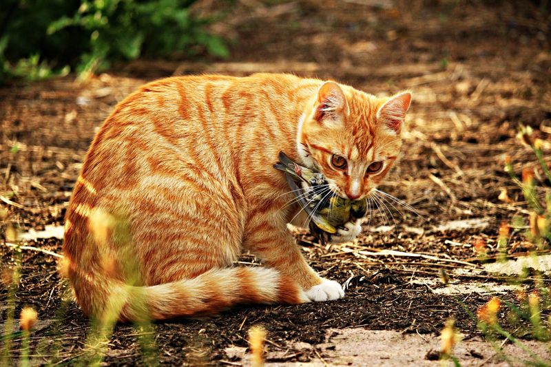 Keep Feeding Optional And Keep Cats Indoors