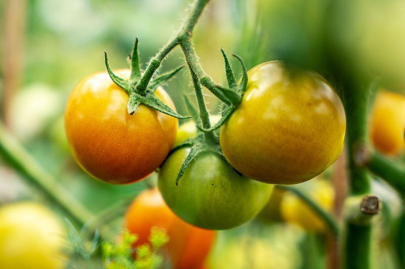 Reduced Plant Stress Leads To A Healthier Harvest