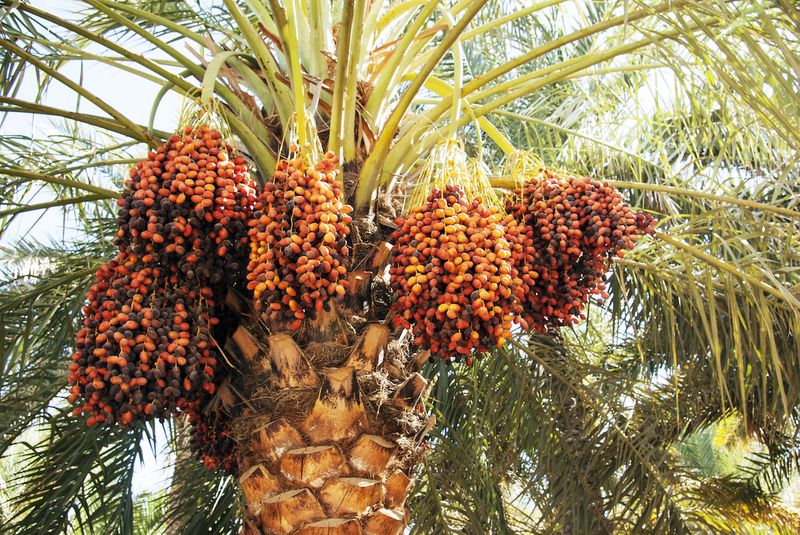 Date Palms Deliver Desert Sweetness
