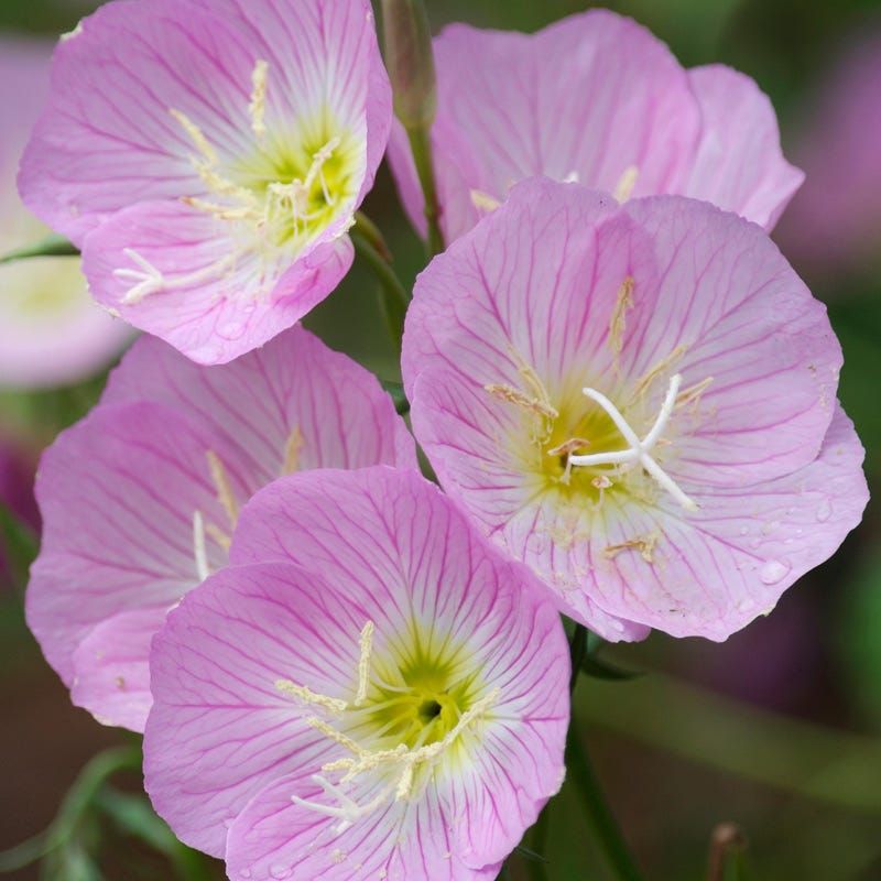 Pink Evening Primrose Spreads Sweetly From Fall Plantings