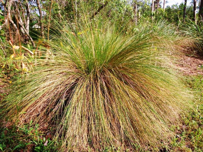 Sand Cordgrass Rings Your Pond Edge
