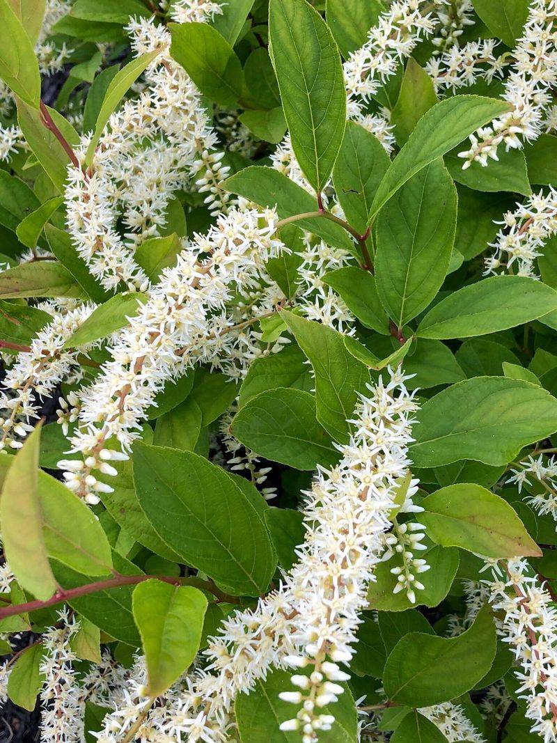Virginia Sweetspire Blooms White Then Burns Red